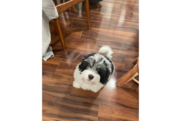 Friendly Havanese Baby