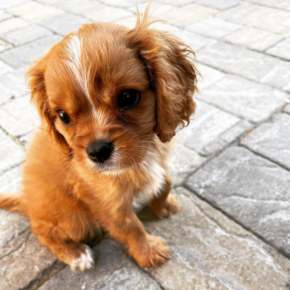 Cavalier King Charles Spaniel Being Cute