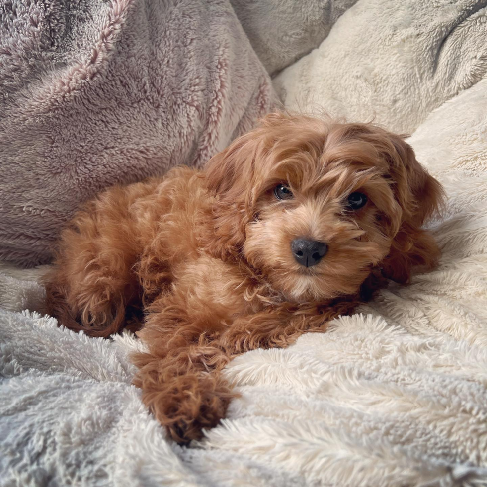 Smart Cavapoo Poodle Mix Pup