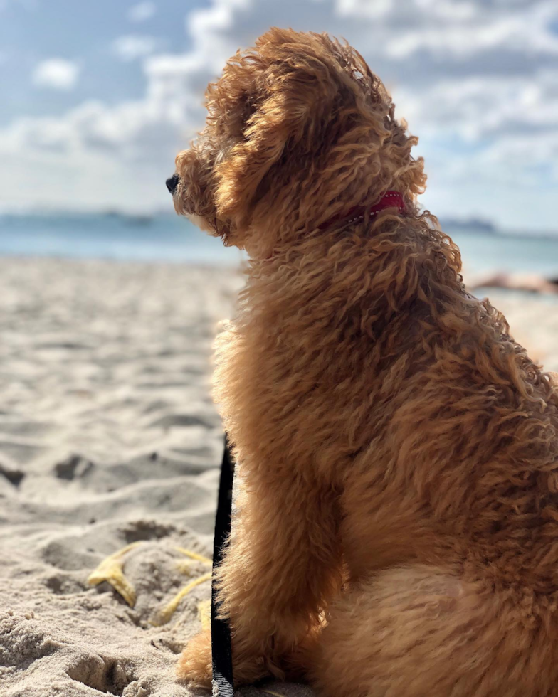 Coral Gables Mini Goldendoodle Pup