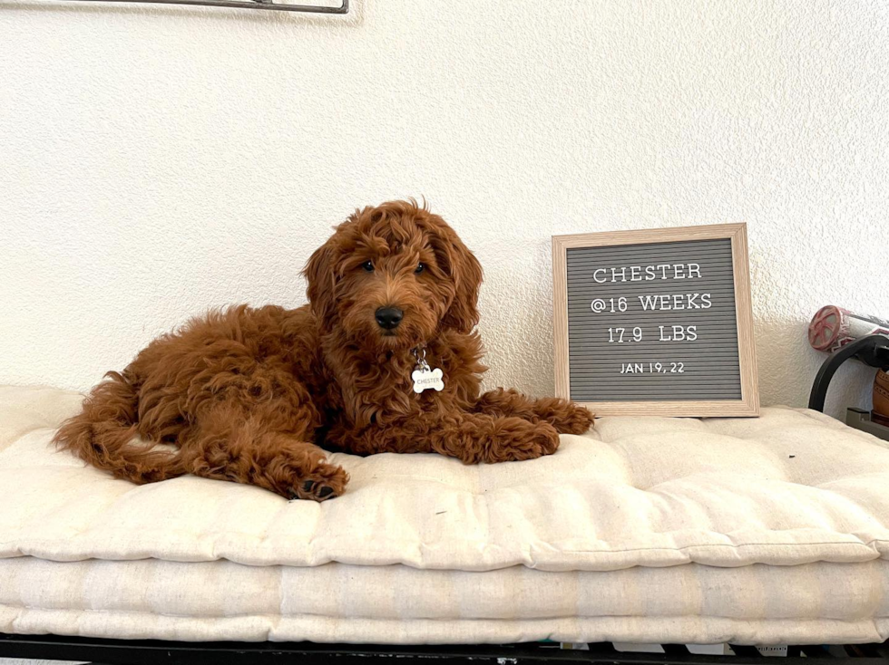 Happy Mini Goldendoodle Pup