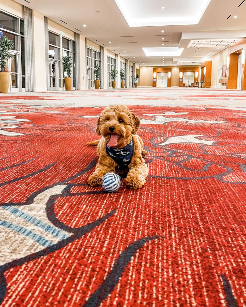 Funny Cavapoo Poodle Mix Pup