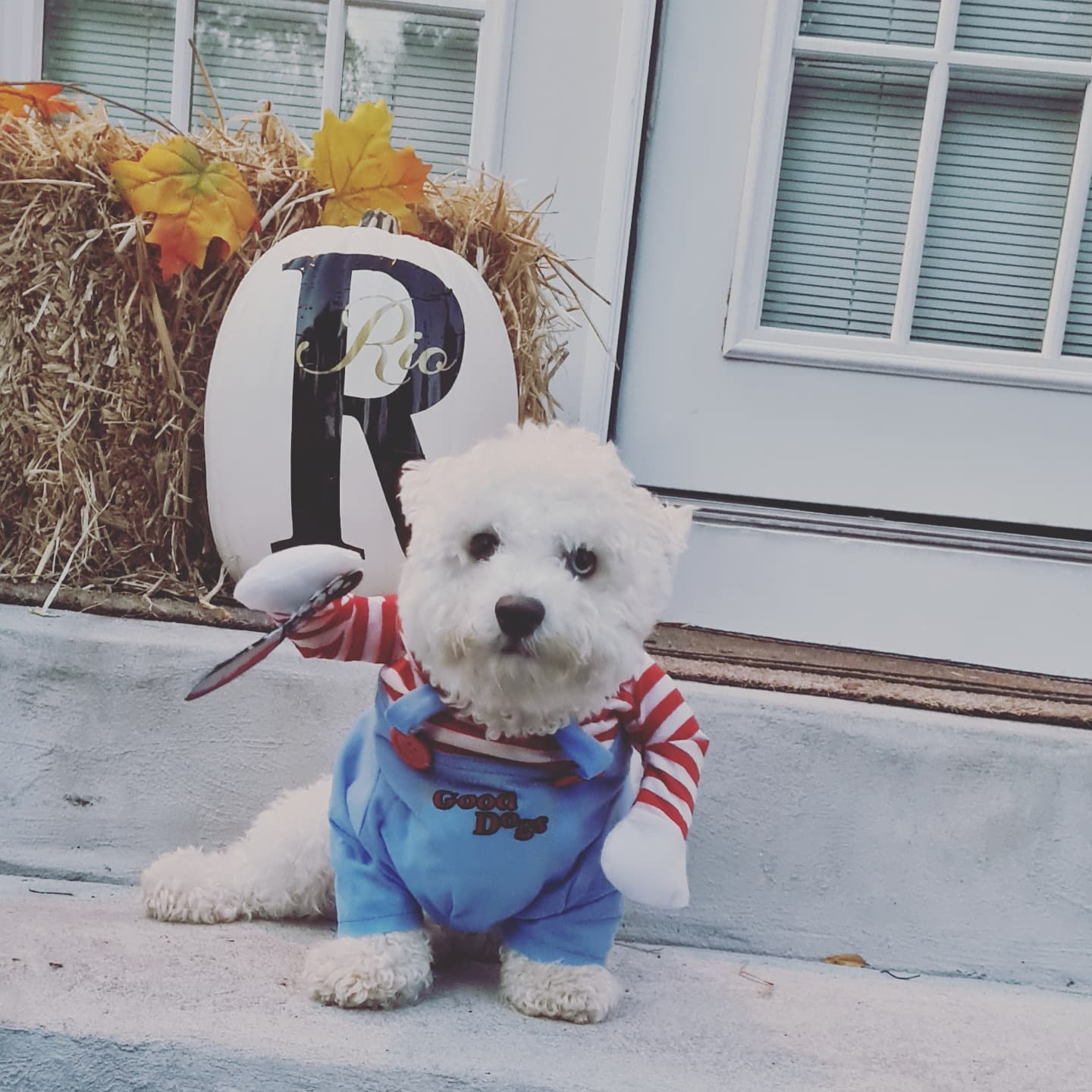 Poochon Pup Being Cute