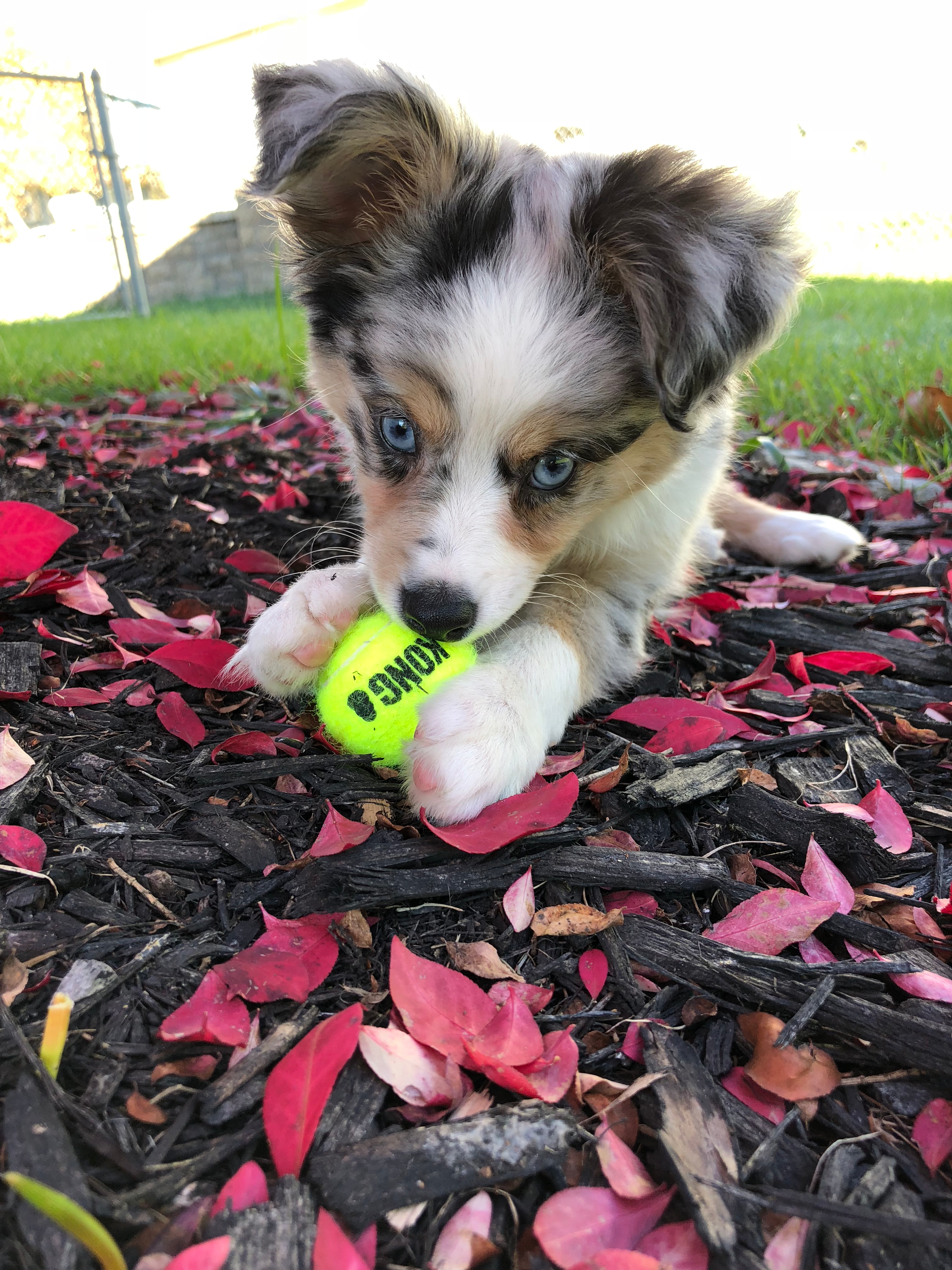 Happy Mini Aussiedoodle Baby