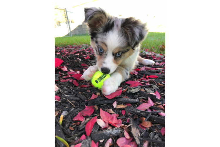 Happy Mini Aussiedoodle Baby