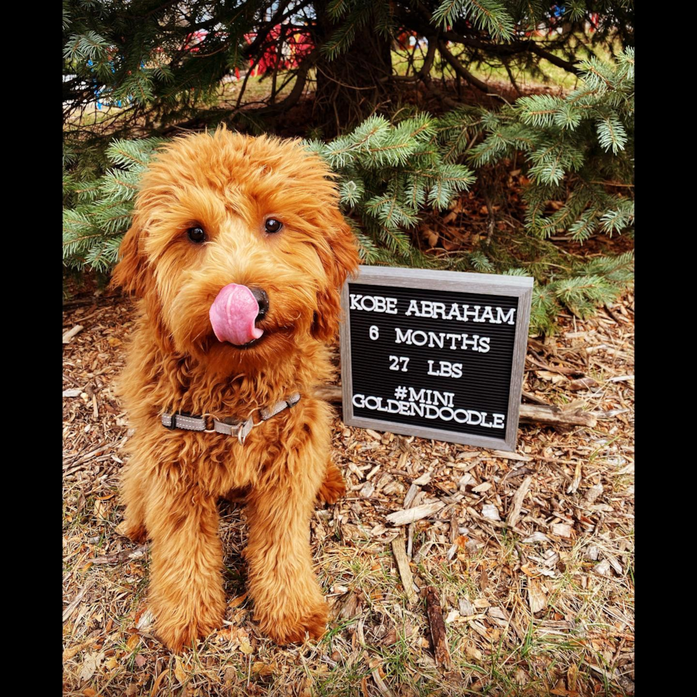 Small Mini Goldendoodle Pup