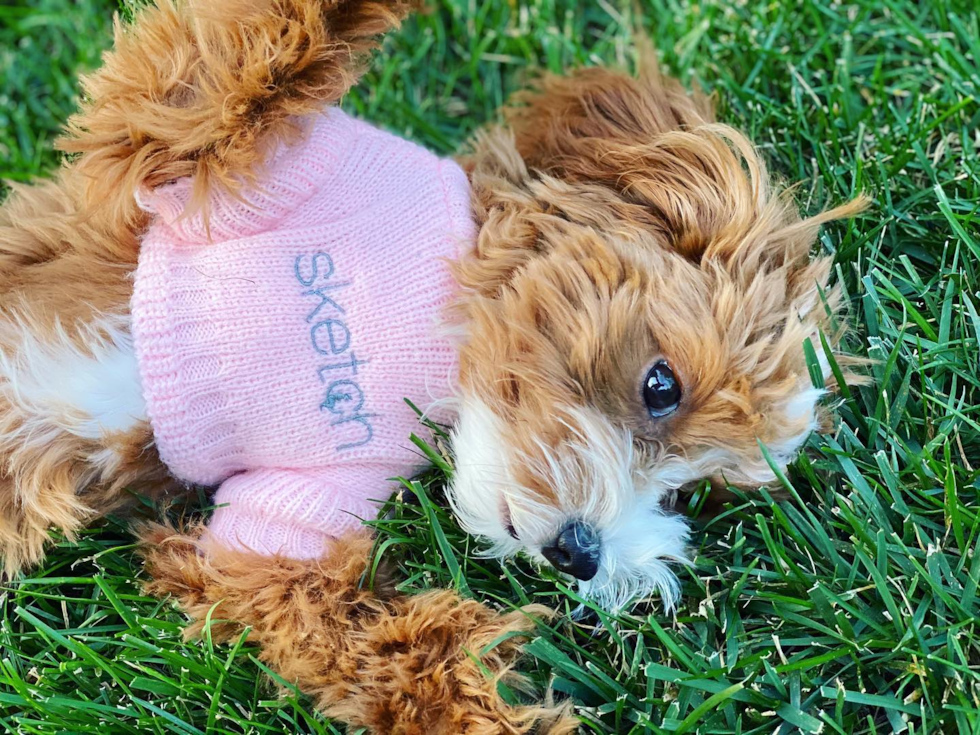 Funny Cavapoo Poodle Mix Pup