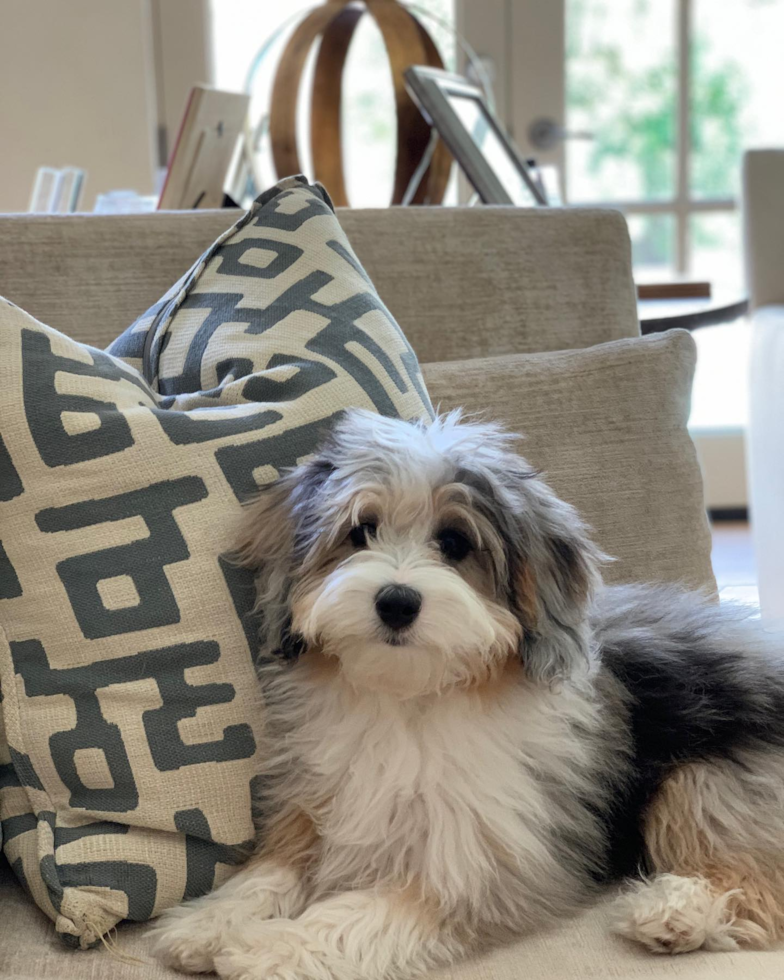 Houston Mini Aussiedoodle Pup