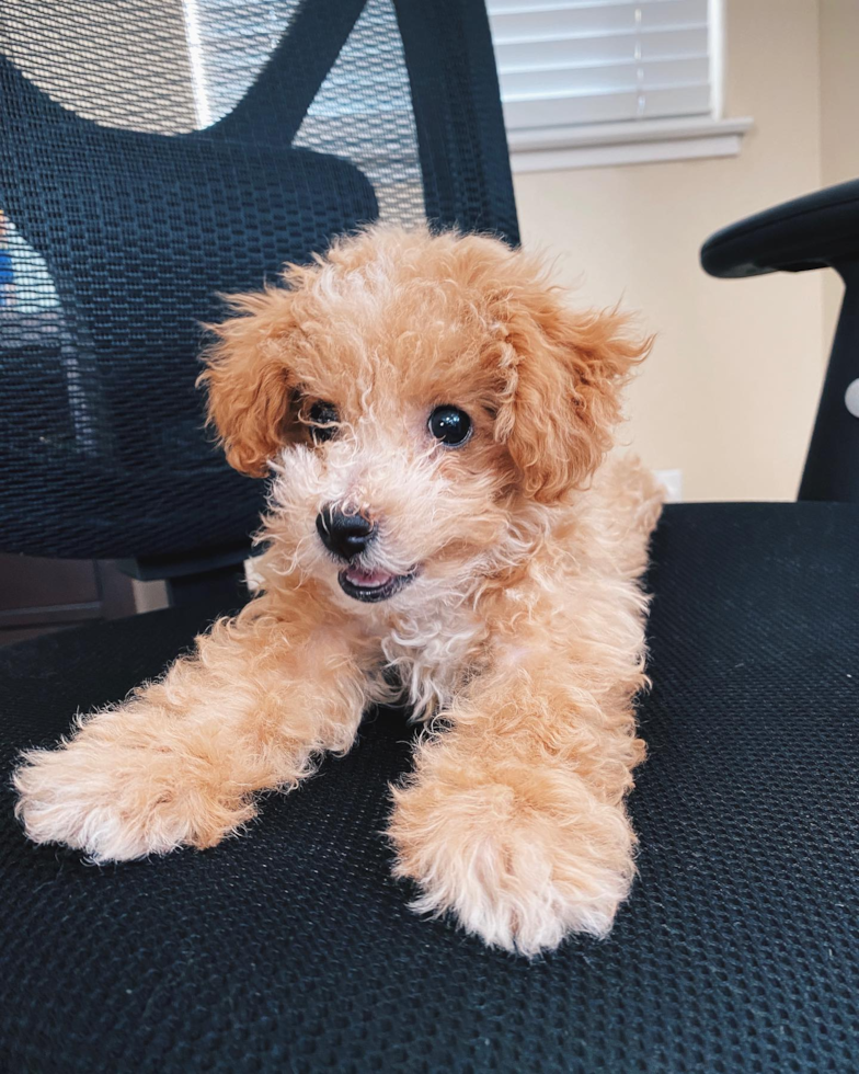 Pleasanton Poochon Pup