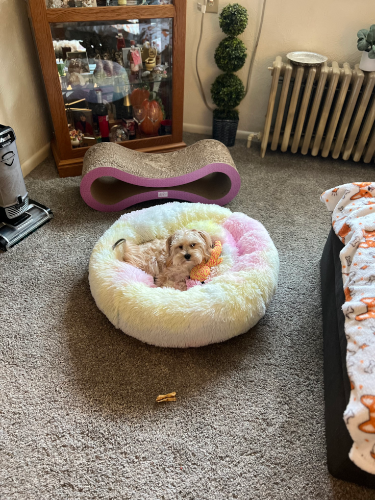 Friendly Morkie Pup in