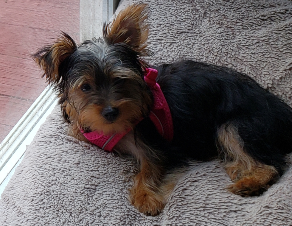 Hypoallergenic Yorkshire Terrier Purebred Pup