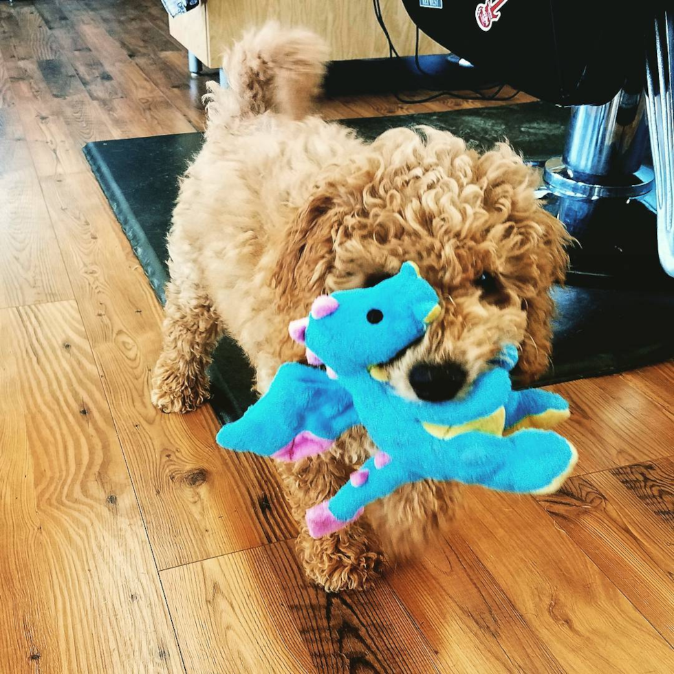 Playful Golden Retriever Poodle Mix Pup