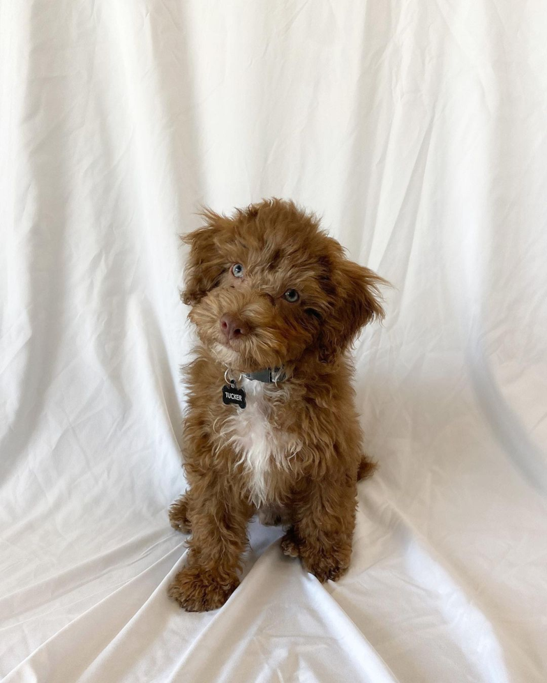 Energetic Poodle Pup in Clovis CA