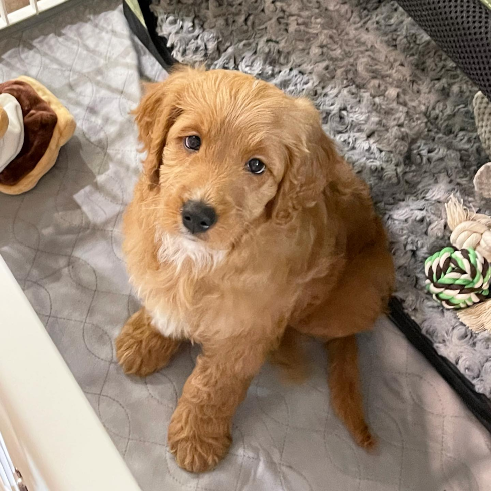 Mini Goldendoodle Being Cute