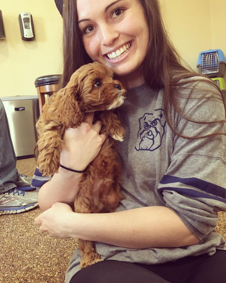 Energetic Cavoodle Poodle Mix Pup