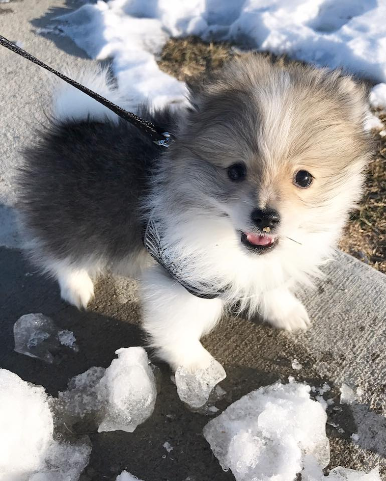 Funny Pomeranian Pup