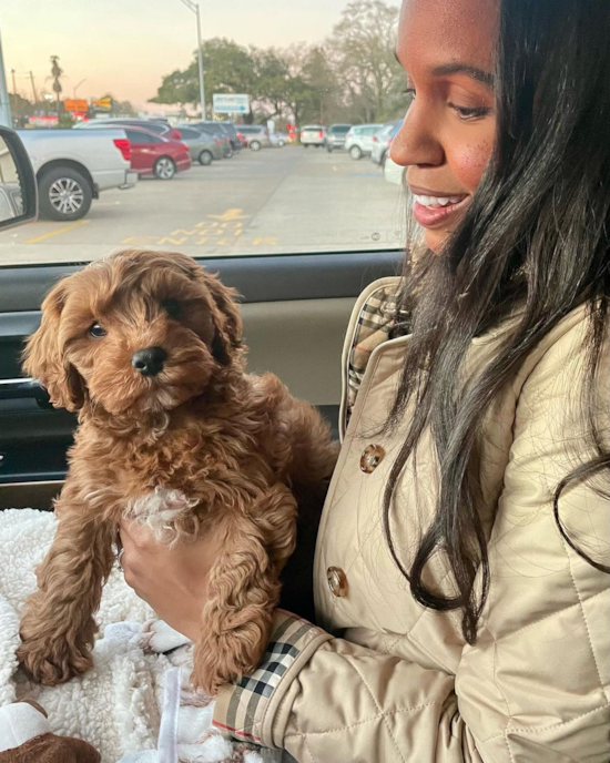 Sweet Cavapoo Pup