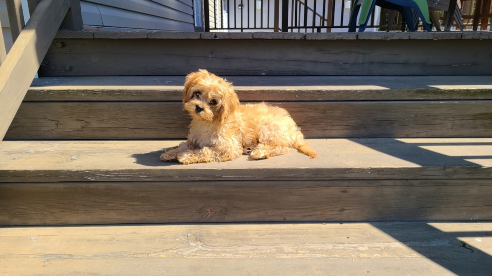 Cavapoo Pup