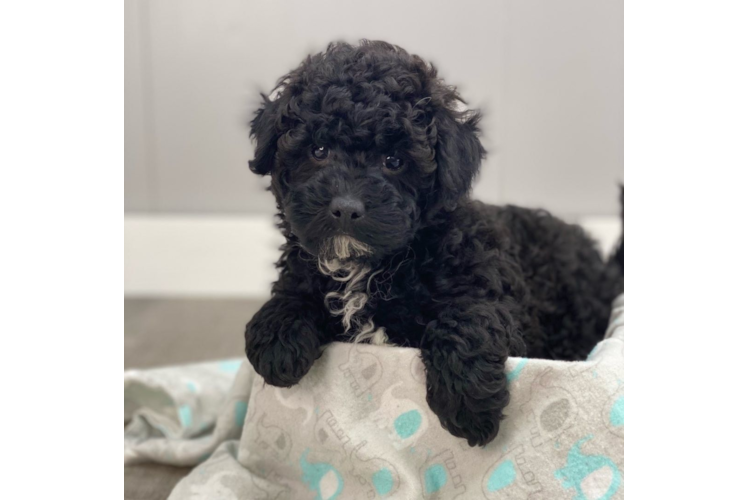 Petite Mini Goldendoodle Poodle Mix Pup