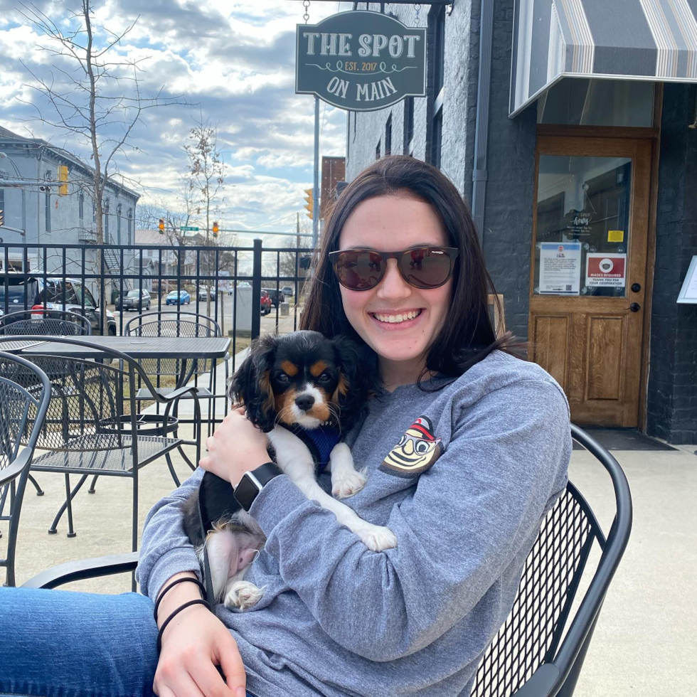 Adorable Cavalier King Charles Spaniel Purebred Pup