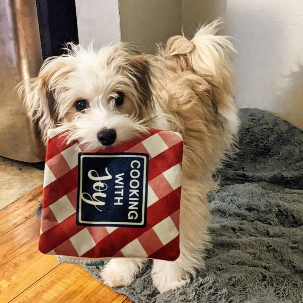 ROSEVILLE Aussiechon Pup