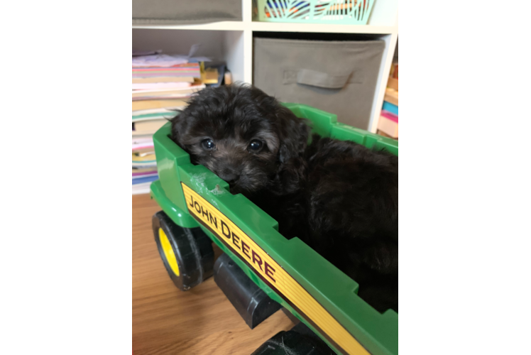 Best Mini Aussiedoodle Baby