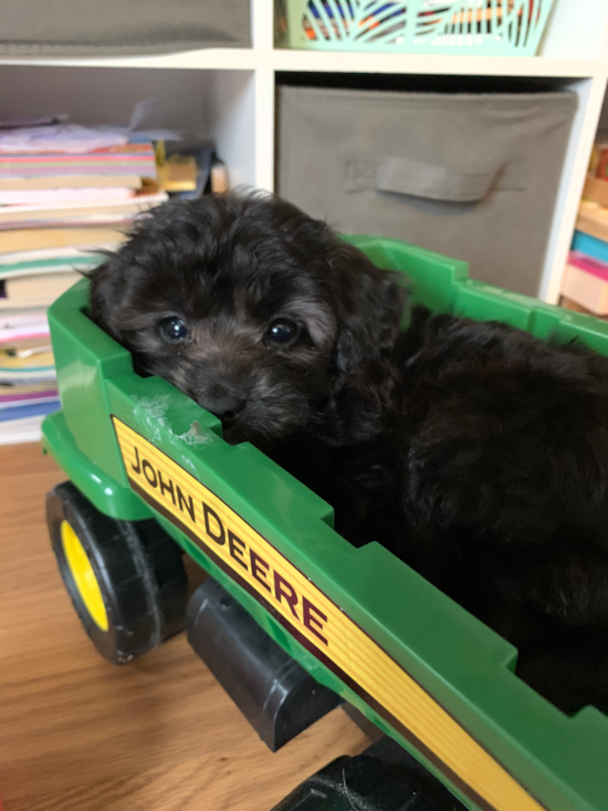 Cute Mini Aussiedoodle Pup