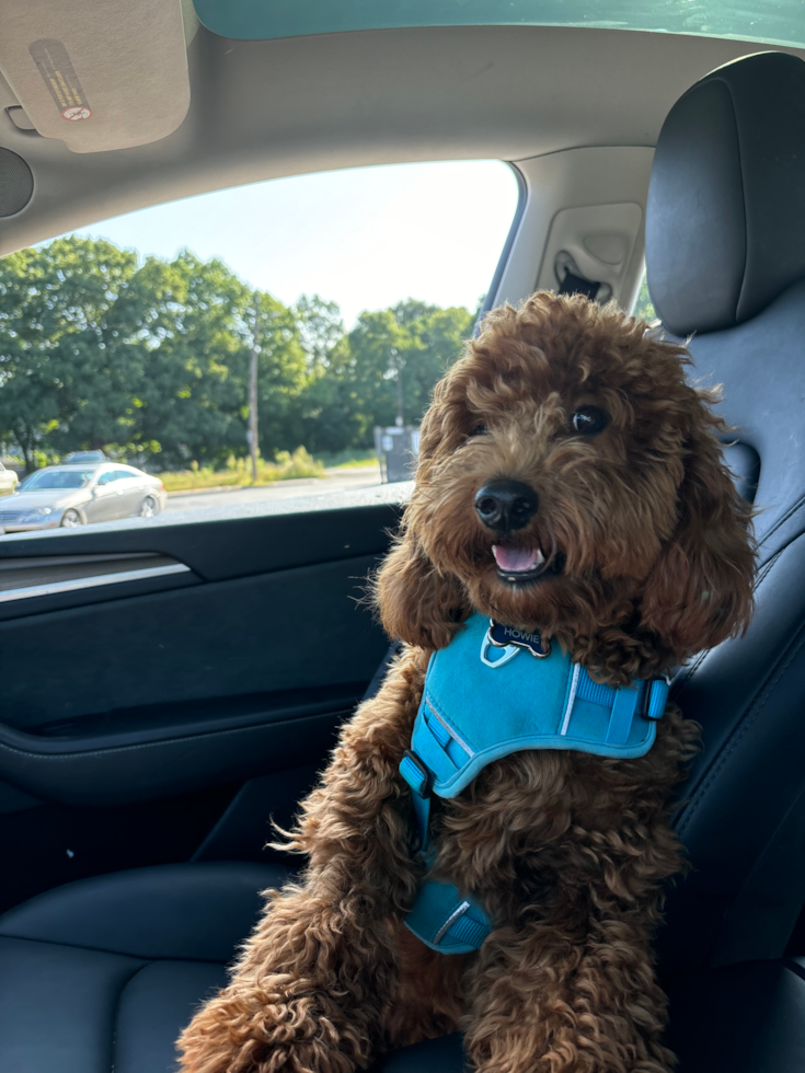 Adorable Golden Retriever Poodle Mix Poodle Mix Pup