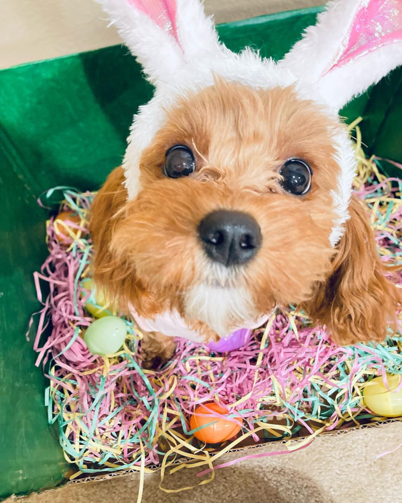 Sweet Cavapoo Pup