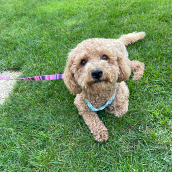 Happy Cavapoo Pup in