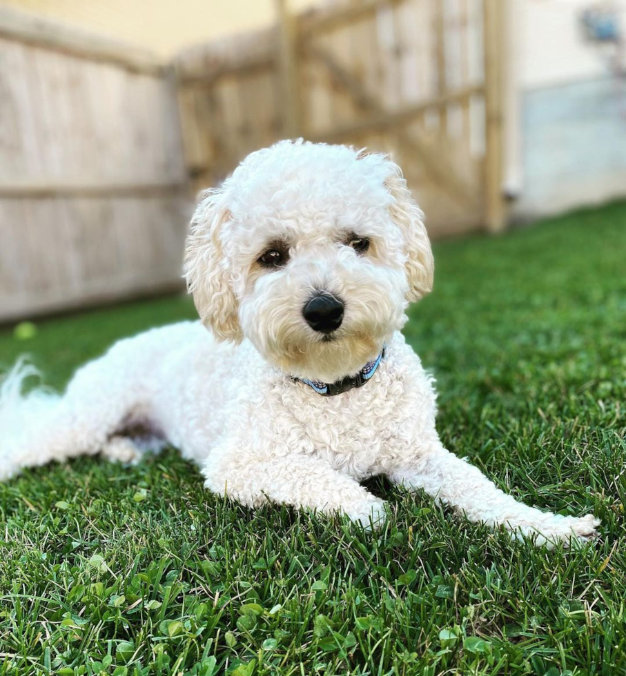 Petite Poochon Poodle Mix Pup