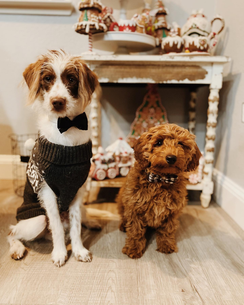 Sparks Mini Goldendoodle Pup