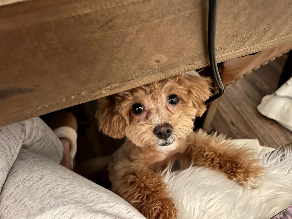 Irvine Cavapoo Pup