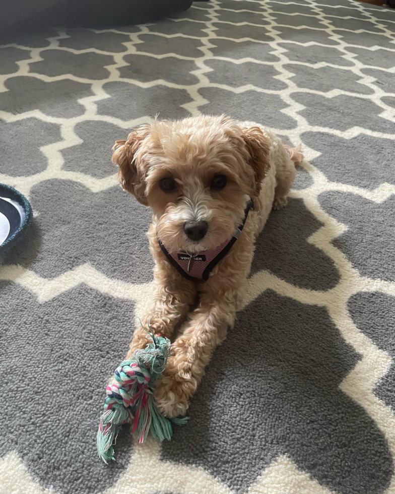 Friendly Maltipoo Pup in Cheswick PA