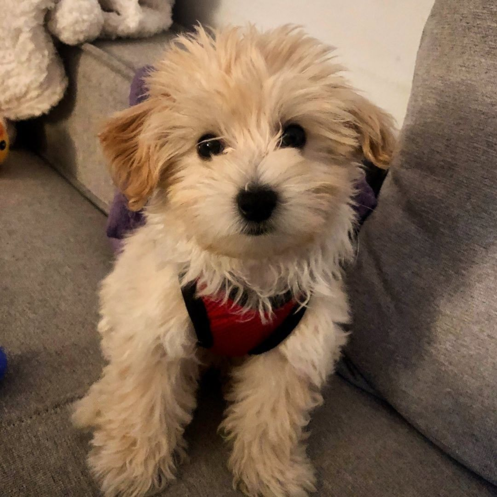 Little Maltese Poodle Poodle Mix Pup