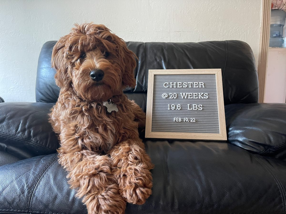 Mini Goldendoodle Being Cute