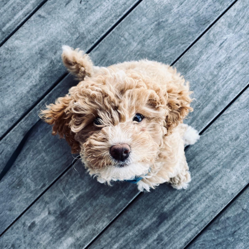 Fluffy Pudle Purebred Pup