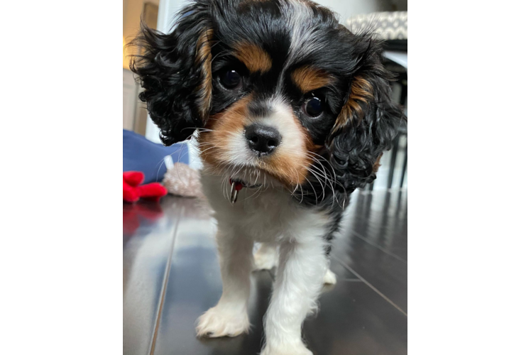 Cavalier King Charles Spaniel Pup Being Cute