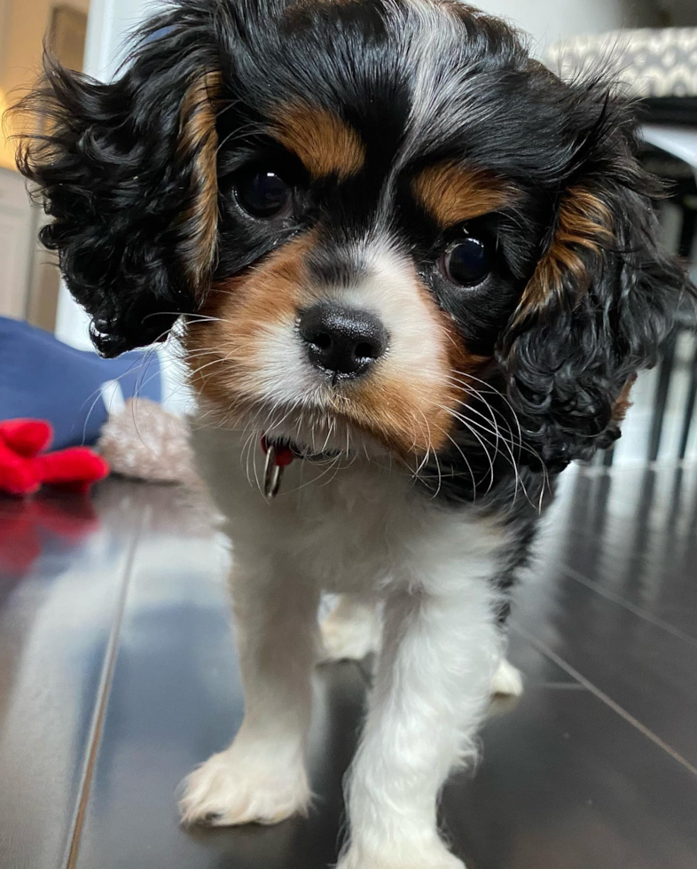 Hypoallergenic Cavalier King Charles Spaniel Purebred Pup