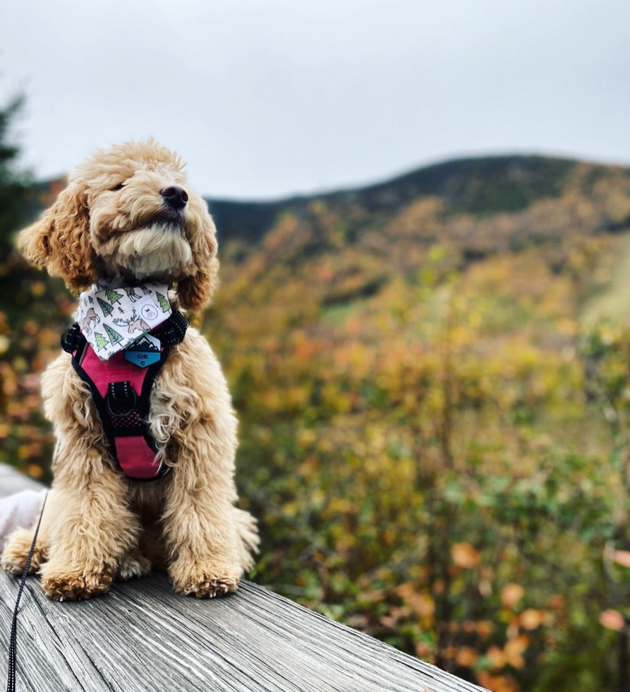 Friendly Poodle Pup