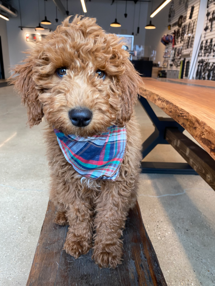 Fluffy Mini Goldendoodle Poodle Mix Pup