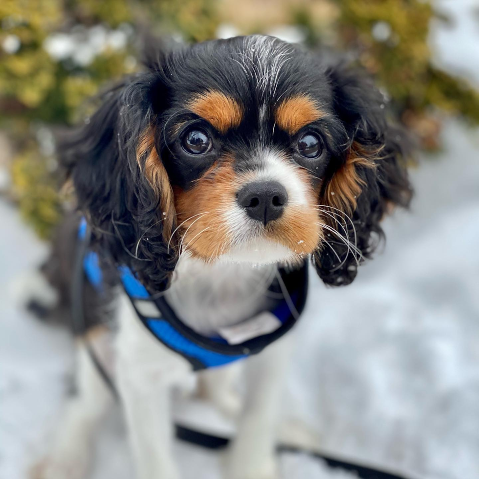 Small Cavalier King Charles Spaniel Pup