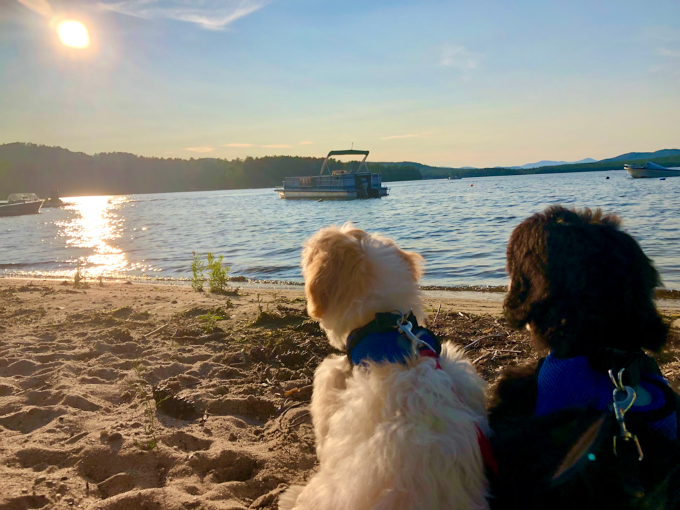 Haverhill Cavachon Pup