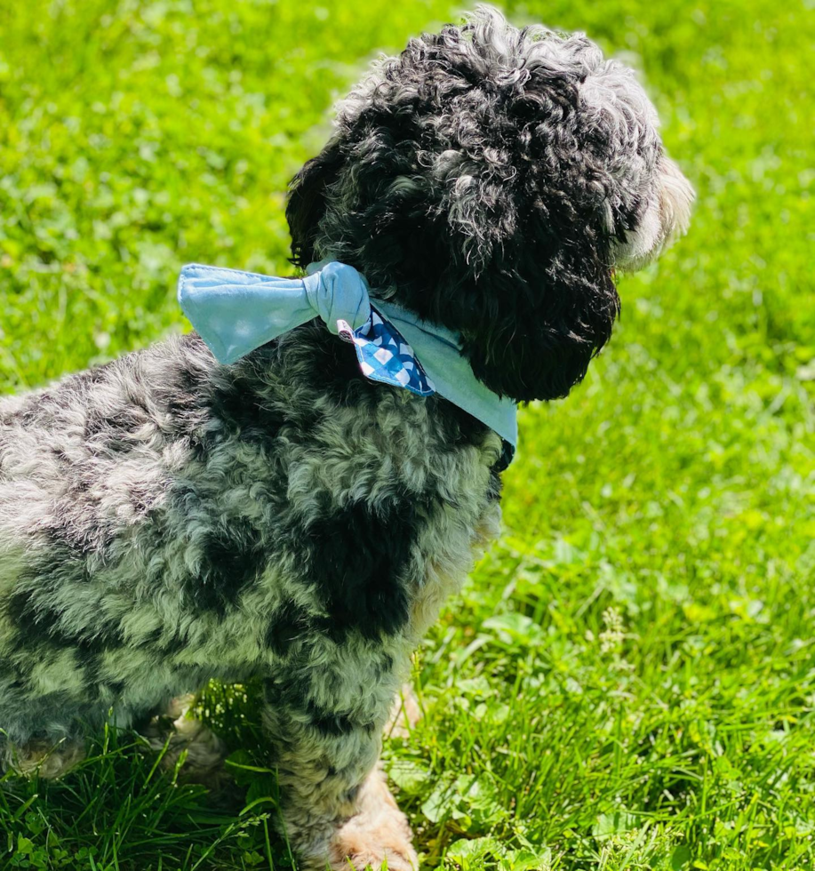 Playful Sheep Dog Poodle Mix Pup