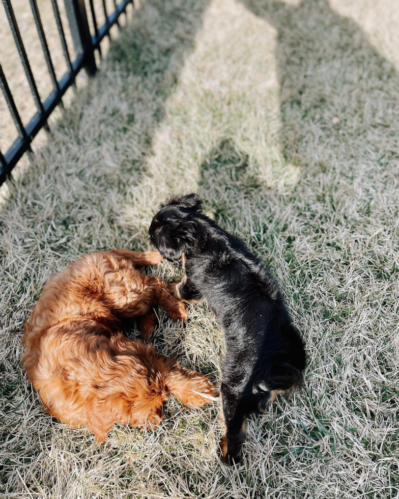 Cavalier King Charles Spaniel Being Cute