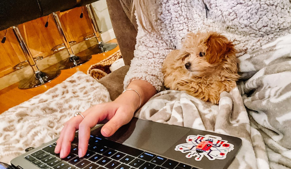 Maltipoo Being Cute