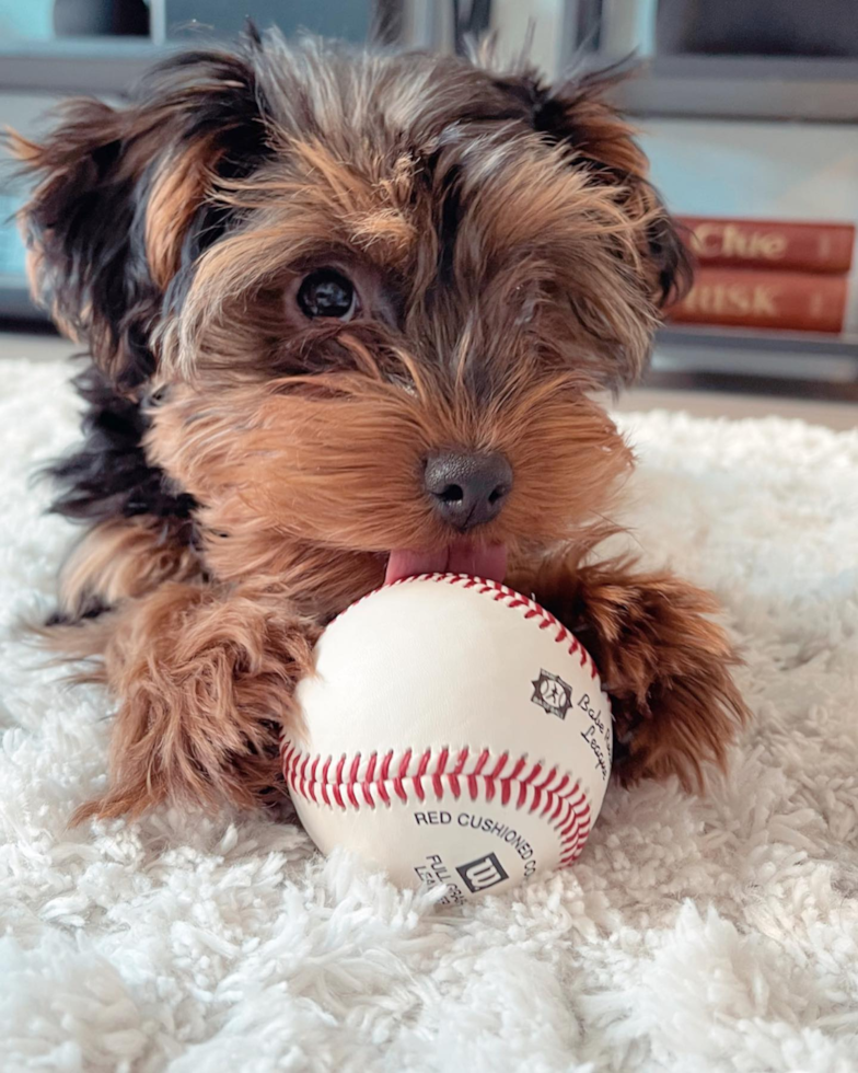 Friendly Yorkie Poo Pup