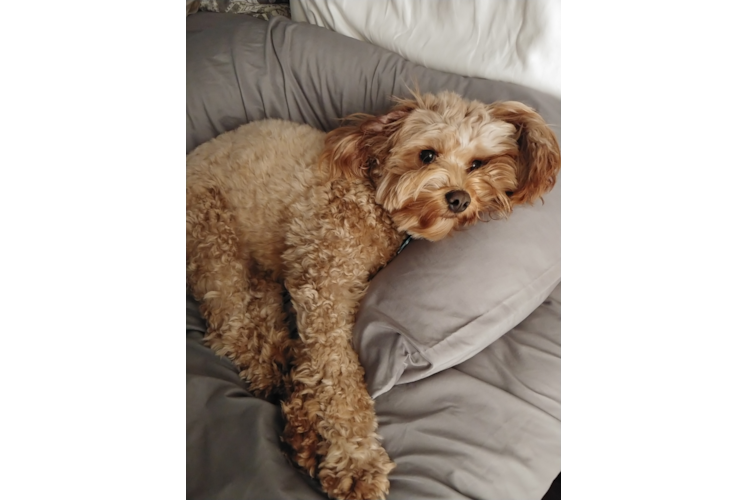 Mini Bernedoodle Pup Being Cute