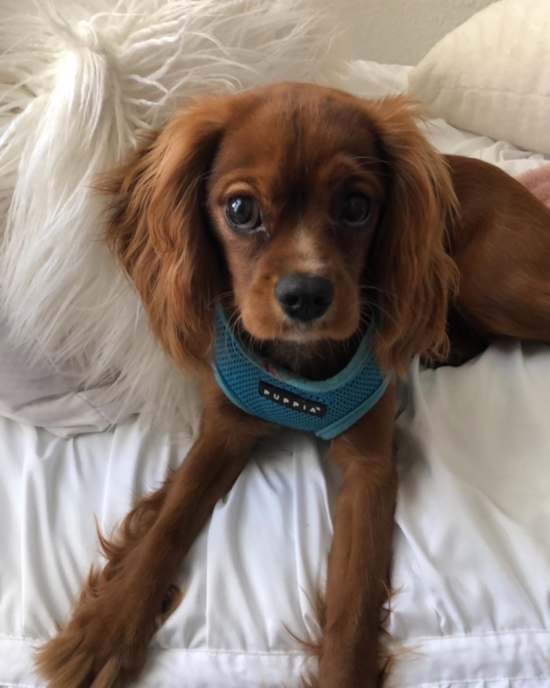 Playful Cavalier King Charles Spaniel Pup