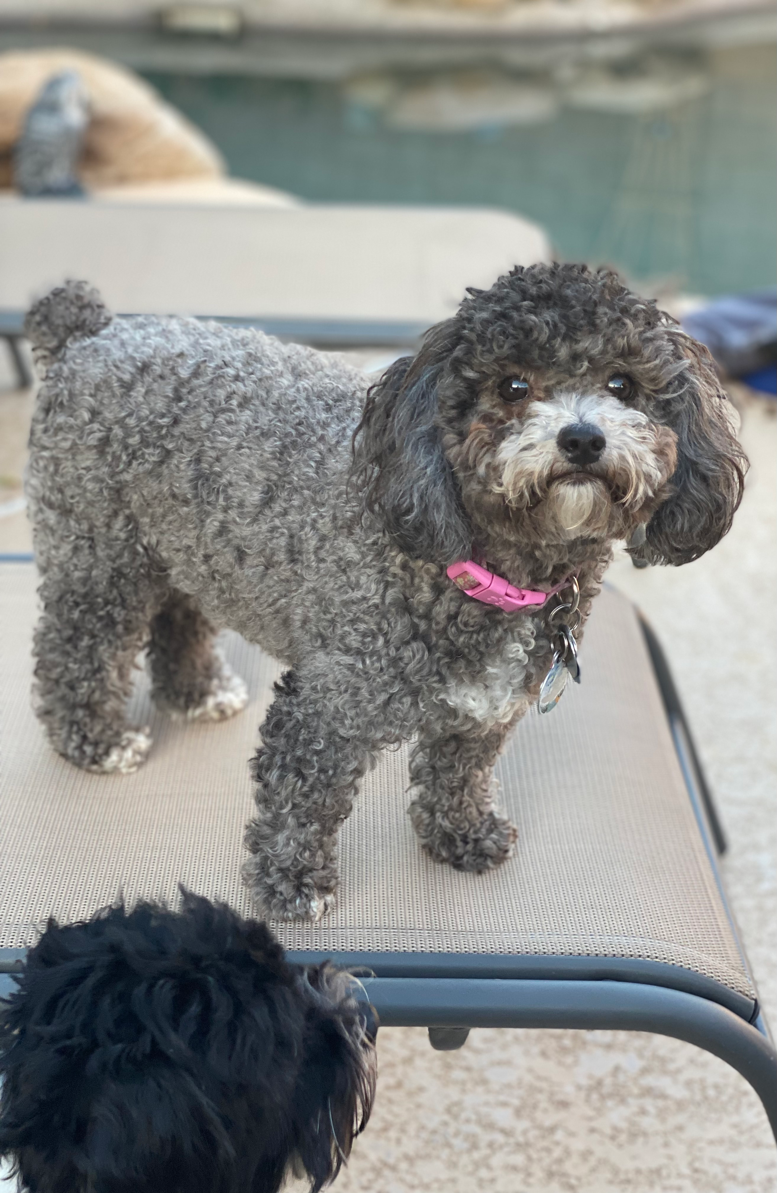 Fluffy Maltipoo Poodle Mix Pup